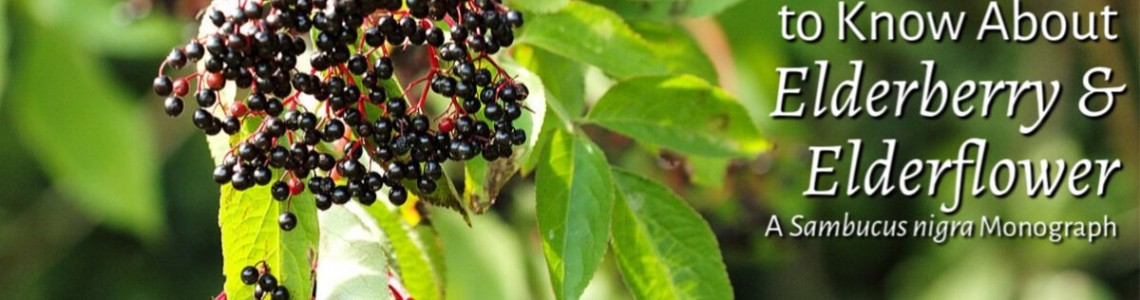 Elderberry / Elderflower Benefits-Colds/Flu, Immune System, Cystitis/Urinary Tract/Bladder Infections, Digestive Health