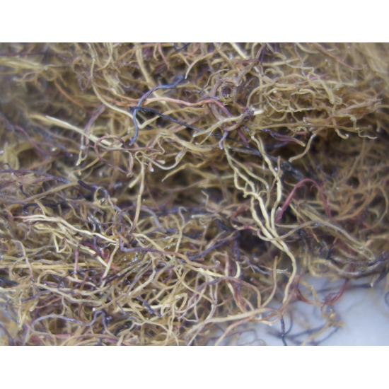 Discover the Health Benefits of HONDURAS Raw Sea Moss (Chondrus Crispus) - Approved by Dr. Sebi