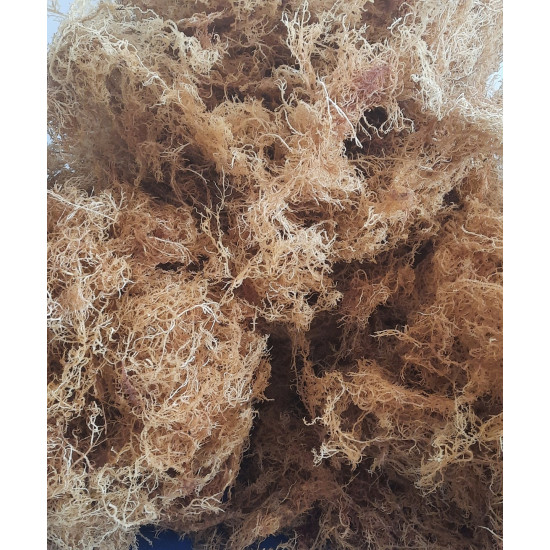 The Power of Sea Moss Nutritional Value and Potential Profits With Our Wholesale Sea Moss