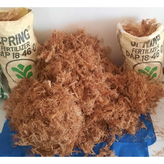 Sea Moss from VCF is 100% Pure Organic Wholesale Gold Wildcrafted Dr. Sebi Approved 20 4oz Packs