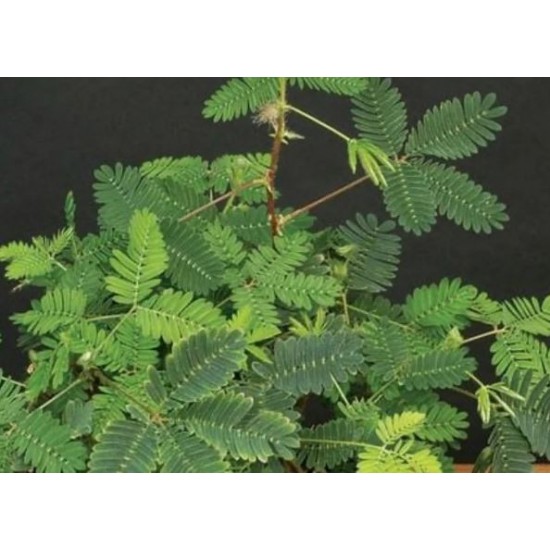 Shama Macka (Mimosa Pudica) Loose leaves -Organic- Wild Grown Jamaican Medicinal Herb 4oz 