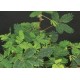 Shama Macka (Mimosa Pudica) Loose leaves -Organic- Wild Grown Jamaican Medicinal Herb 4oz 