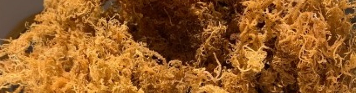 5 Reasons Why Sea Moss Is the Most Important Plant for Your Health