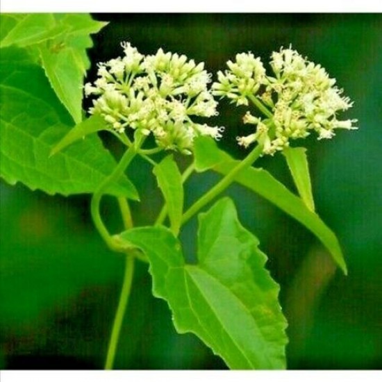 Respiratory health Jamaican Guaco Mikania is believed to have potential bronchodilatory properties