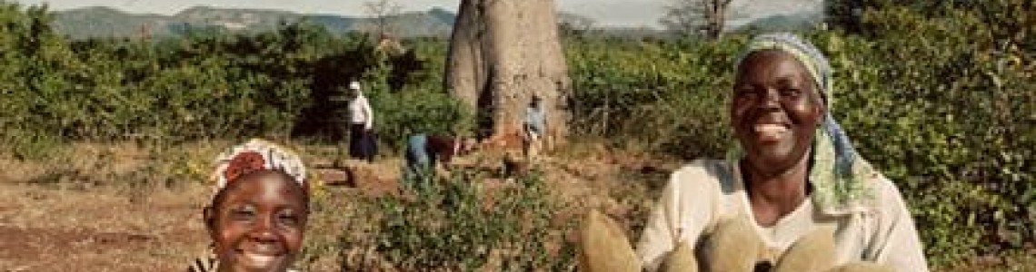 WHY BAOBAB FRUIT POWDER FROM WEST AFRICA IS SPERM/FERTELITY AND PREGNANCY FOOD- VEGAN SOURCE OF ZINC, IRON, CALCIUM, MAGNESIUM