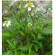 Spanish Needle (bidens pilosa) Loose leaves -Organic- Wild Grown Jamaican Medicinal Herb 4oz
