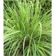 Fever grass/Lemon Grass - organic Crush Leaves 4oz