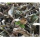 Search Mi Heart- (Rhytidophyllum tomentosum) Loose leaves -Organic- Wild Grown Jamaican Medicinal Herb