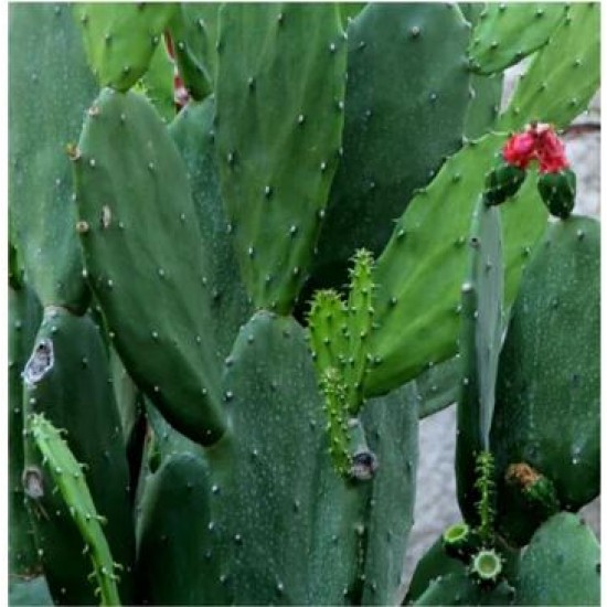 Prickly Pear (Cactus Fruit) - A Delicious and Nutritious Jamaican Treat