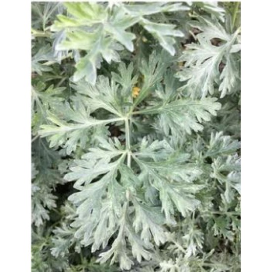 Wormwood Herb (Artemisia absinthium) Medicinal Herb - Organic, Freshley Grown 4oz