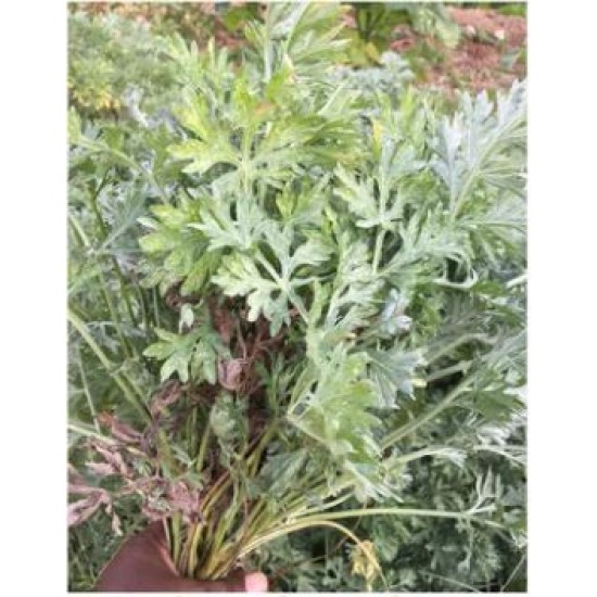 Wormwood Herb - Natural Remedy for Intestinal and Digestive Support