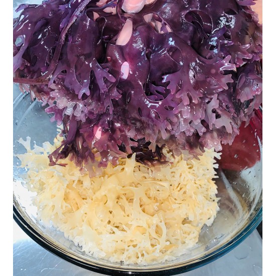  Irish Sea Moss Purple Wildcrafted (CHONDRUS CRISPUS DR. SEBI APPROVED) REDUCE YOUR RISK OF CHRONIC DISEASES LIKE DIABETES AND HEART DISEASE 8oz