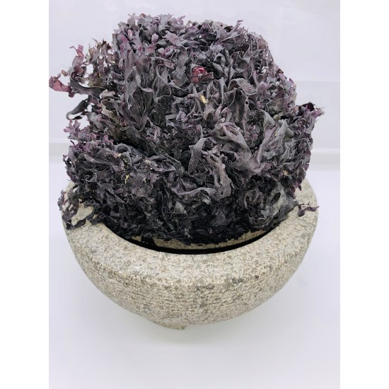  Irish Sea Moss Purple Wildcrafted (CHONDRUS CRISPUS DR. SEBI APPROVED) REDUCE YOUR RISK OF CHRONIC DISEASES LIKE DIABETES AND HEART DISEASE 8oz