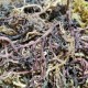 1 lb Organic Purple Irish Sea Moss WildCrafted Mix color Superfood 16ozs