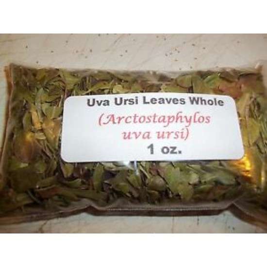 Uva Ursi Leaf Whole (Arctostaphylos uva ursi) 1 oz. 