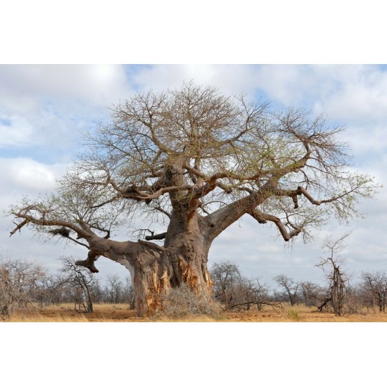  Baobab Fruit Powder Sperm/Pregnancy food - Vegan source of vitamin C, calcium, magnesium, zinc and selenium 2lbs 
