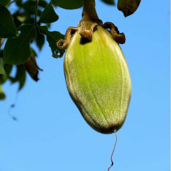  Baobab Fruit Powder Sperm/Pregnancy food - Vegan source of vitamin C, calcium, magnesium, zinc and selenium 2lbs 