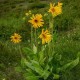 Arnica FLOWER Cut ORGANIC Loose Herbal TEA Arnica montana,25g/850g