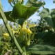 Birthwort Cut ORGANIC Loose Herbal TEA Aristolochia clematitis,25g/850g