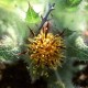 Blessed thistle  Supports Digestion, Reduces Inflammation, Boosts Immunity