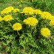 Dandelion Leaf c/s (Taraxicum officinale) rich in calcium, which is essential for the growth and strength of bones, liver disorders 1 oz