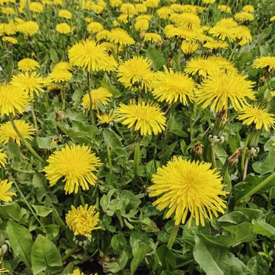 Dandelion Leaf c/s (Taraxicum officinale) rich in calcium, which is essential for the growth and strength of bones, liver disorders 1 oz