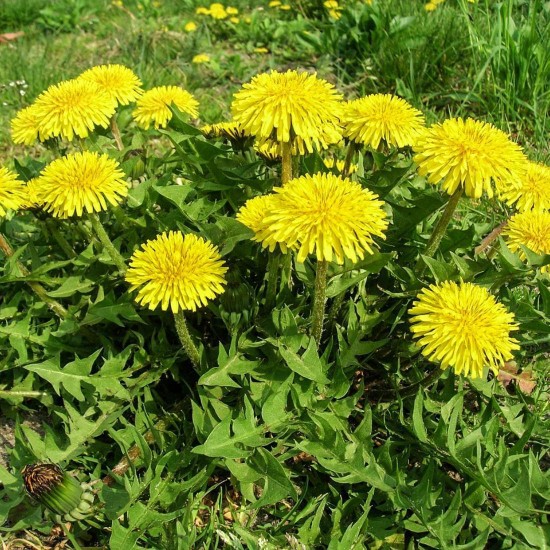 Dandelion ROOT  Taraxacum officinale,- Dandelions are rich in calcium, which is essential for the growth and strength of bones, liver disorders- 1 oz
