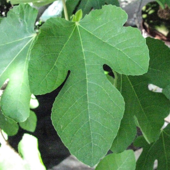 Fig LEAF for Cut ORGANIC Loose Herbal TEA Ficus carica, 50g
