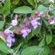 Garden Sage LEAF Cut ORGANIC Loose Herbal TEA Salvia officinalis l.,25g/850g