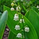 Lily Of The Valley LEAF Cut ORGANIC Loose Dried HERB Convallaria majalis, 1oz