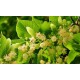 Linden (﻿Tila) Leaves & Flowers promote relaxation and calmness and improve digestion.
