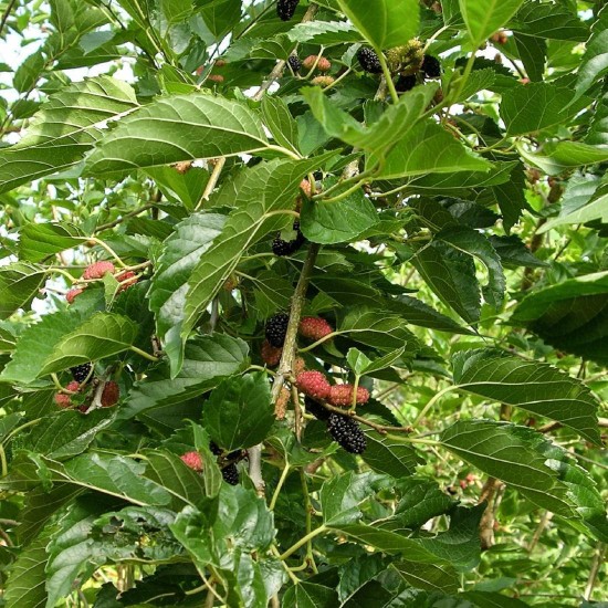 Diabetes- Mulberry LEAF Cut ORGANIC Loose Herbal TEA Morus nigra l.,25g/850g