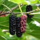 Diabetes- Mulberry LEAF Cut ORGANIC Loose Herbal TEA Morus nigra l.,25g/850g