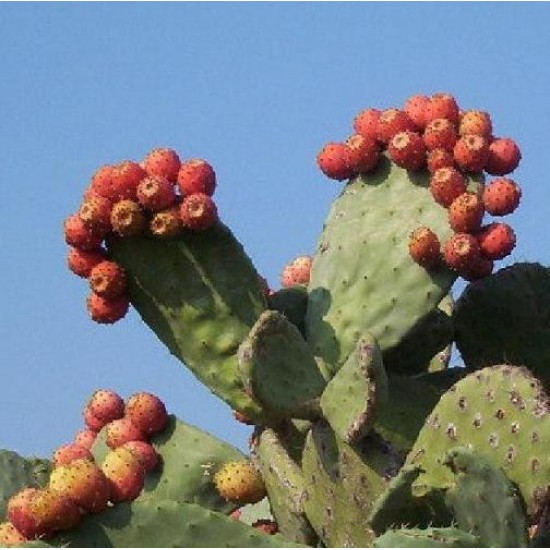 Nopal (Opuntia, prickly pear, nopal cactus) Antioxidant Boost to Blood Sugar Control Diabetes 