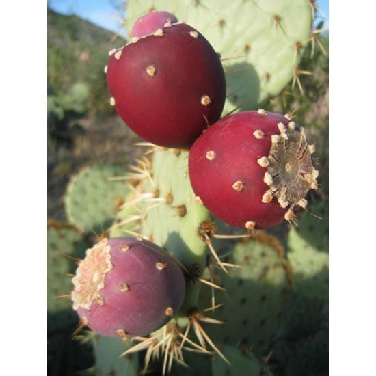 Nopal (Opuntia, prickly pear, nopal cactus) Antioxidant Boost to Blood Sugar Control Diabetes 