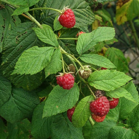  Raspberry Leaf (Rubus idaeus) Pregnancy, Benefits 1 oz
