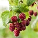  Raspberry Leaf (Rubus idaeus) Pregnancy, Benefits 1 oz
