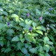 Blue Vervain Cut ORGANIC Loose Herbal TEA Verbena officinalis,25g/850g