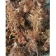 Sea Moss  Organic  WILD CRAFTED Full spectrum Real Deal Jamaican   4oz