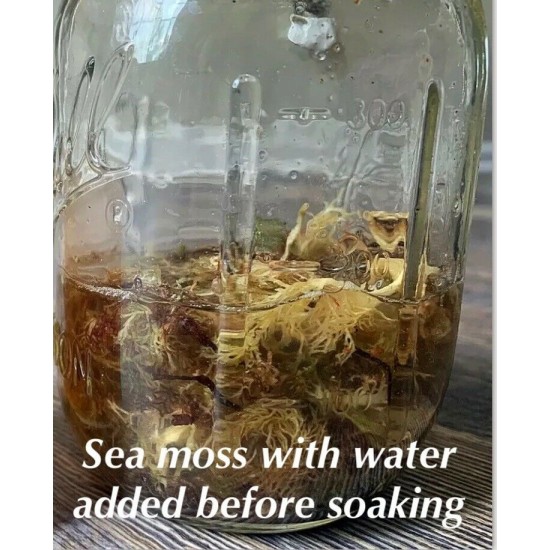 Sea Moss  Organic  WILD CRAFTED Full spectrum Real Deal Jamaican   4oz