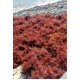 Sea Moss BULK WILDCRAFTED Raw Full Spectrum Jamaican Irish 1Lb 
