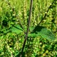 Wood Sage Cut ORGANIC Loose Herbal TEA Teucrium scorodonia,25g/850g