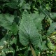 Wood Sage Cut ORGANIC Loose Herbal TEA Teucrium scorodonia,25g/850g